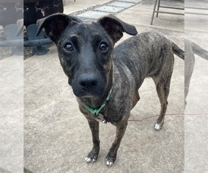 Catahoula Leopard Dog-Mountain Cur Mix Dogs for adoption in New London, WI, USA