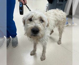 Saint Berdoodle Dogs for adoption in Fargo, ND, USA