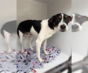 Beagle-Unknown Mix Dogs for adoption in Houston, TX, USA
