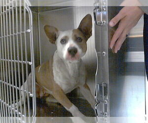 Mutt Dogs for adoption in Fayetteville, NC, USA