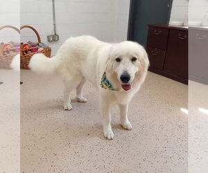 Great Pyrenees Dogs for adoption in York, SC, USA