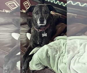 Mountain Cur-Unknown Mix Dogs for adoption in Alexander, AR, USA