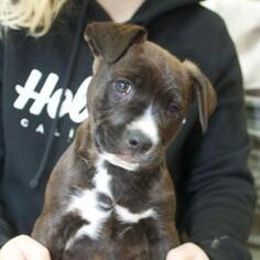 Labrador Retriever Dogs for adoption in Pleasanton, CA, USA