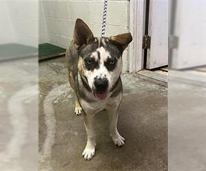 Huskies -Shiba Inu Mix Dogs for adoption in San Andreas, CA, USA