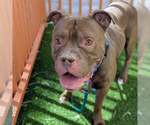 Mutt Dogs for adoption in Las Vegas, NV, USA