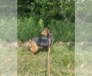 German Shepherd Dog-Unknown Mix Dogs for adoption in Pryor, OK, USA