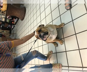 Bulldog Dogs for adoption in Miami, FL, USA