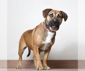 American Pit Bull Terrier Dogs for adoption in Eden Prairie, MN, USA