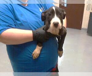 American Pit Bull Terrier Dogs for adoption in Fayetteville, NC, USA