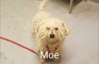Poodle (Miniature) Dogs for adoption in Beckley, WV, USA