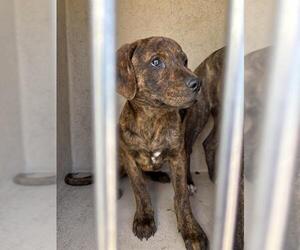 American Pit Bull Terrier-Unknown Mix Dogs for adoption in Oklahoma City, OK, USA