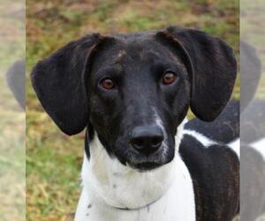Pointer-Unknown Mix Dogs for adoption in Nashville, IN, USA