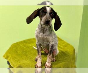 English Coonhound Dogs for adoption in Norfolk, VA, USA