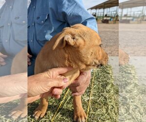 Bull Terrier-Labrador Retriever Mix Dogs for adoption in Tonopah, AZ, USA