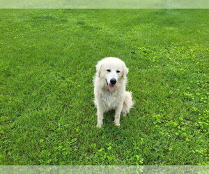 Great Pyrenees Dogs for adoption in Croydon, NH, USA