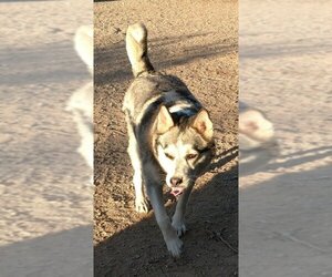 Siberian Husky Dogs for adoption in Surprise , AZ, USA