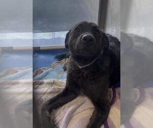 Labrador Retriever-Unknown Mix Dogs for adoption in Downey, CA, USA