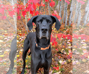 Great Dane Dogs for adoption in Negaunee, MI, USA