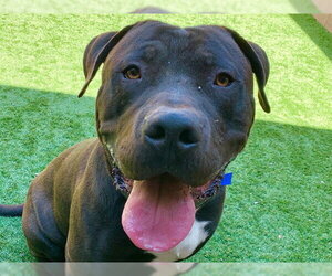 Mutt Dogs for adoption in Moreno Valley, CA, USA