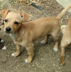 Chihuahua Dogs for adoption in Napa, CA, USA
