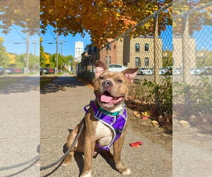 Mutt Dogs for adoption in Minneapolis, MN, USA
