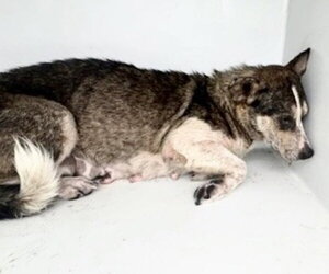 Siberian Husky-Unknown Mix Dogs for adoption in Houston, TX, USA