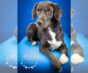 Labrador Retriever-Unknown Mix Dogs for adoption in Tupelo, MS, USA