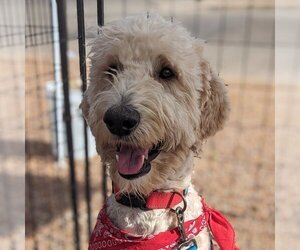 Goldendoodle Dogs for adoption in Vail, AZ, USA