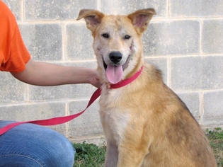 Mutt Dogs for adoption in Lake Jackson, TX, USA