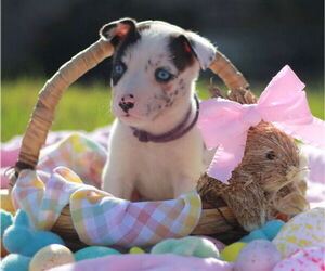 Great Dane Dogs for adoption in Bullard, TX, USA