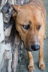Rhodesian Ridgeback Dogs for adoption in Lakeport, CA, USA