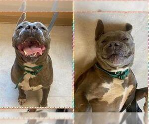 American Pit Bull Terrier-Staffordshire Bull Terrier Mix Dogs for adoption in Akron, OH, USA