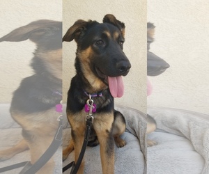 German Shepherd Dog Dogs for adoption in Rancho Santa Margarita, CA, USA