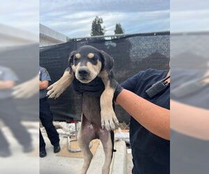 Doberman Pinscher Dogs for adoption in Stockton, CA, USA