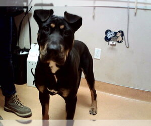 Rottweiler Dogs for adoption in Martinez, CA, USA