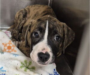 American Pit Bull Terrier Dogs for adoption in Decatur, IL, USA