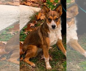 German Shepherd Dog Dogs for adoption in Harrison, AR, USA