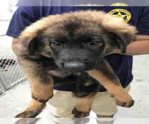 Chow Chow Dogs for adoption in Rosenberg, TX, USA