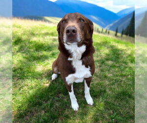 Collie-Labrador Retriever Mix Dogs for adoption in Glen Allen, VA, USA