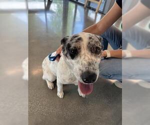 Australian Shepherd-Unknown Mix Dogs for adoption in San Martin, CA, USA