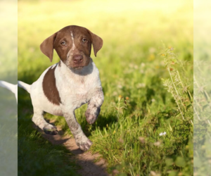 Lab-Pointer Dogs for adoption in Vail, AZ, USA
