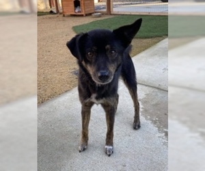 Mutt Dogs for adoption in Redding, CA, USA