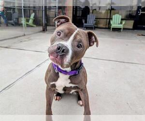 American Pit Bull Terrier Dogs for adoption in Denver, CO, USA