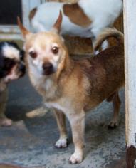 Chihuahua Dogs for adoption in Greensboro, GA, USA