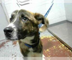 Plott Hound Dogs for adoption in Atlanta, GA, USA