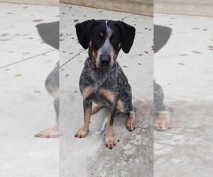 Bluetick Coonhound Dogs for adoption in Maquoketa, IA, USA