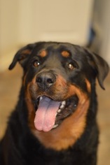 Rottweiler Dogs for adoption in Newport Beach, CA, USA