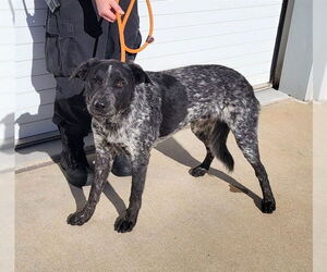 Mutt Dogs for adoption in Louisville, KY, USA