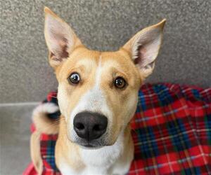 Siberian Husky-Unknown Mix Dogs for adoption in Santa Rosa, CA, USA