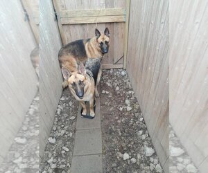 German Shepherd Dog Dogs for adoption in HOUSTON, TX, USA
